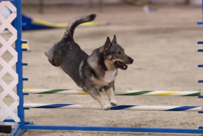 Hình ảnh chó Swedish Vallhund 26