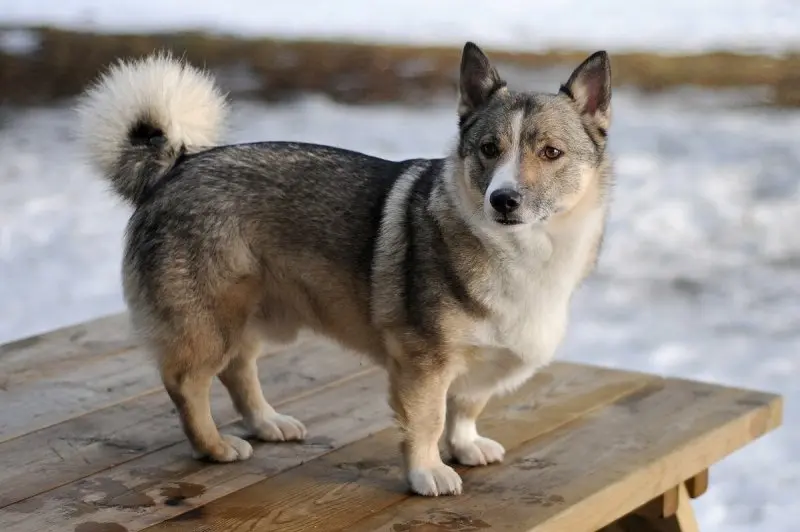 Hình ảnh chó Swedish Vallhund 27