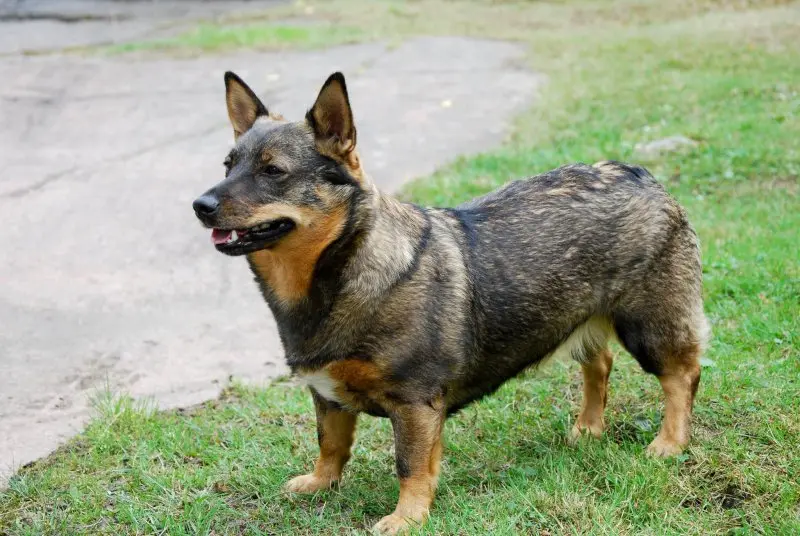 Hình ảnh chó Swedish Vallhund 28