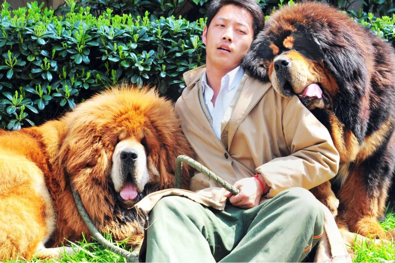 Đặc điểm của chó Tibetan Mastiff 1