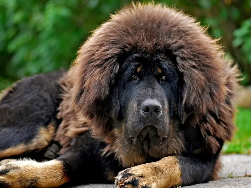 Chó Tibetan Mastiff có nguồn gốc ở đâu?