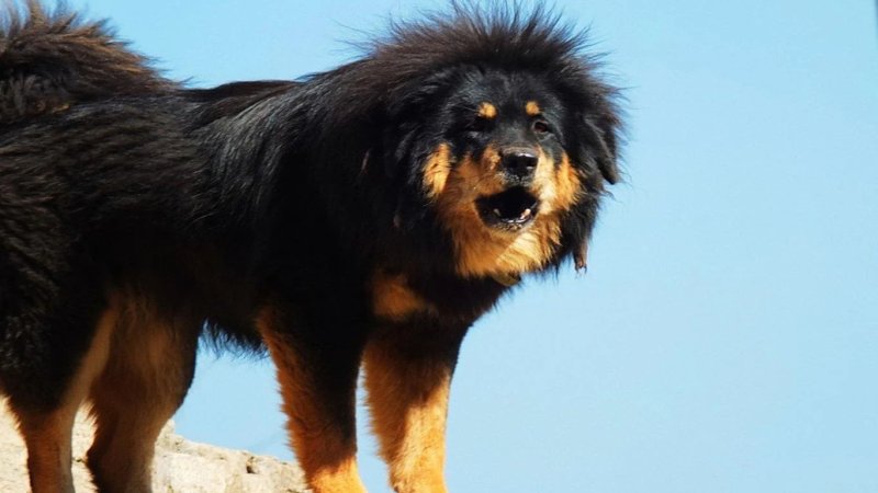 Đặc điểm của chó Tibetan Mastiff 2