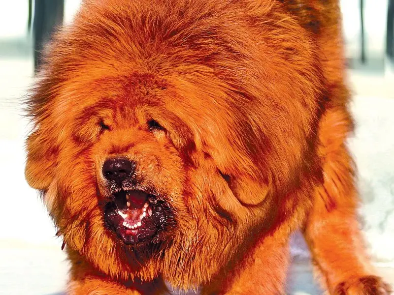 Cách chăm sóc chó Tibetan Mastiff 2