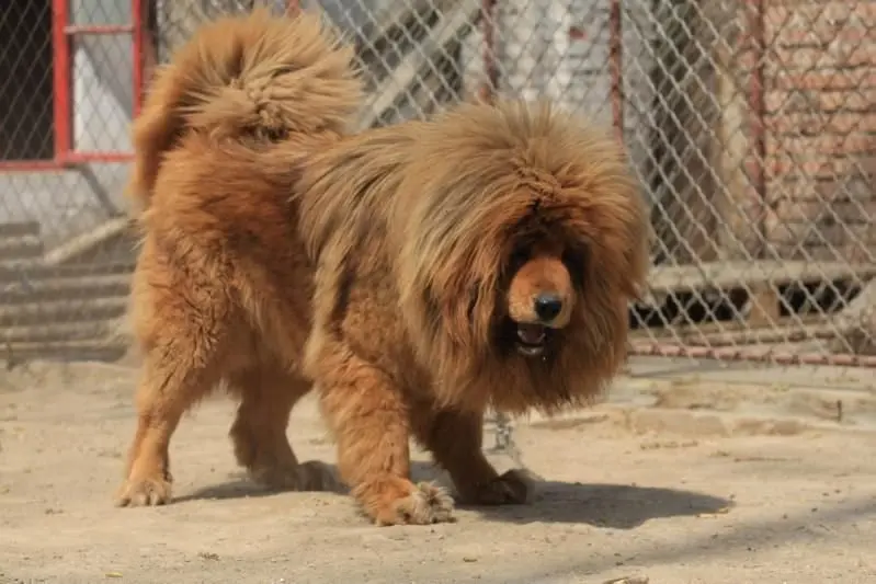 Cách chăm sóc chó Tibetan Mastiff 3