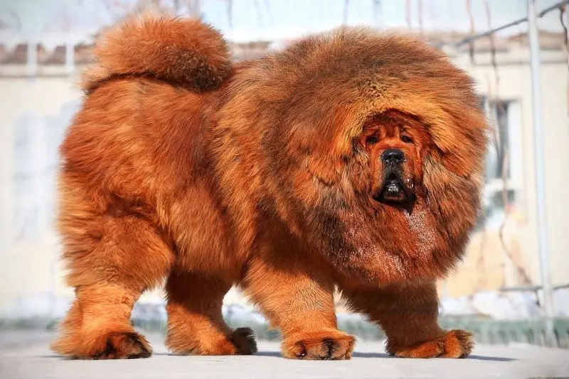 Các bệnh thường gặp ở chó Tibetan Mastiff 