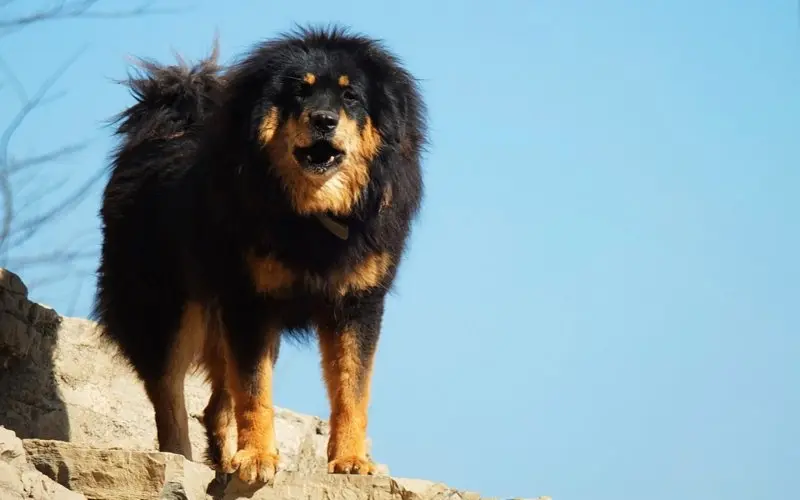 Giá bán chó Tibetan Mastiff