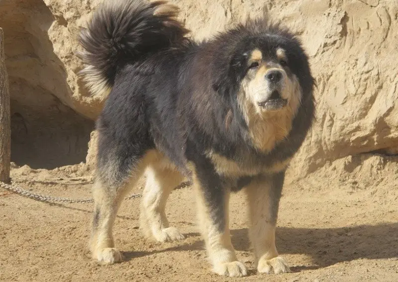 Hình ảnh chó Tibetan Mastiff 1