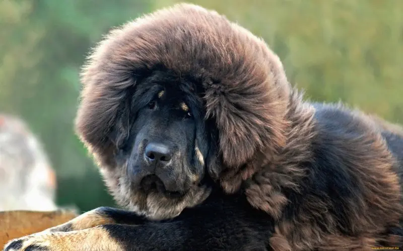 Hình ảnh chó Tibetan Mastiff 2