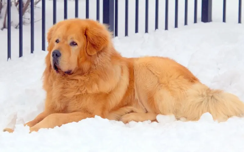 Hình ảnh chó Tibetan Mastiff 3