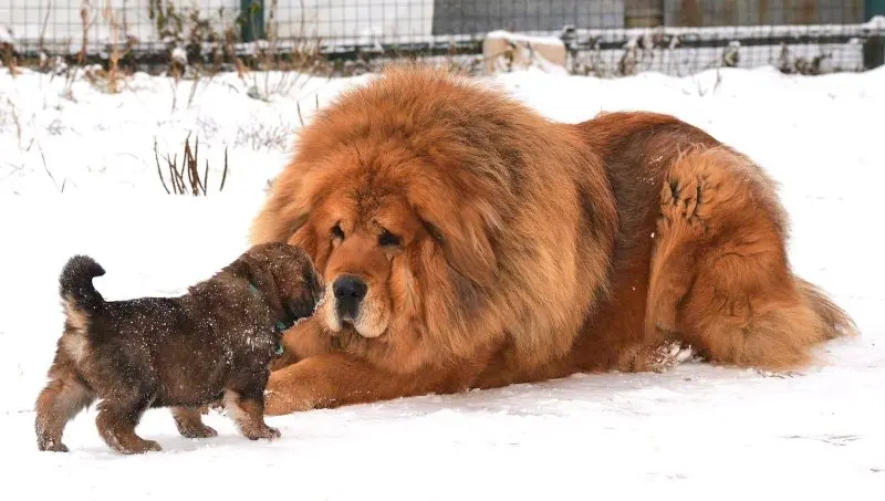 Hình ảnh chó Tibetan Mastiff 4