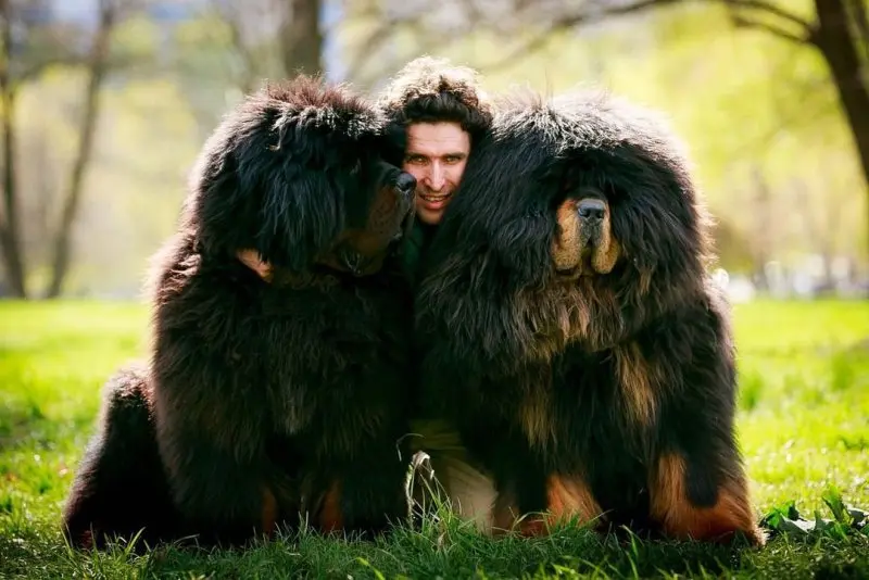 Hình ảnh chó Tibetan Mastiff 6