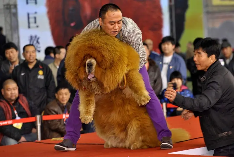 Hình ảnh chó Tibetan Mastiff 7