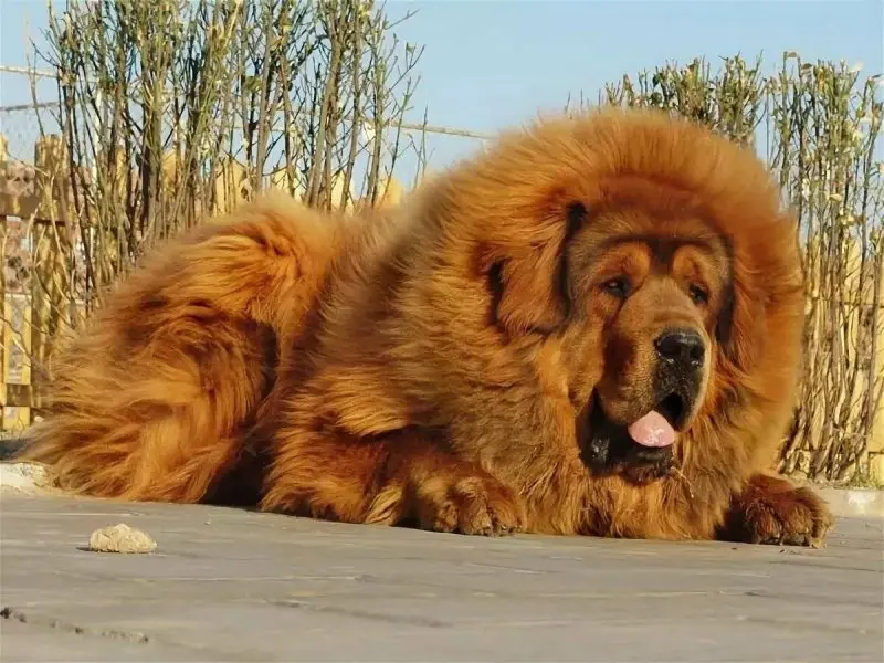 Hình ảnh chó Tibetan Mastiff 8