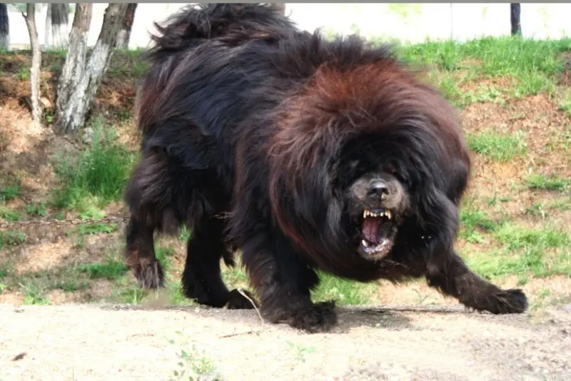 Hình ảnh chó Tibetan Mastiff 9