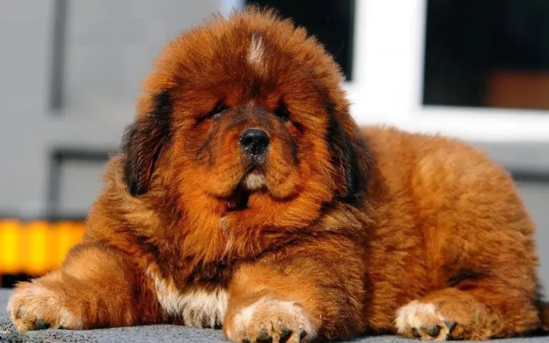 Hình ảnh chó Tibetan Mastiff 5