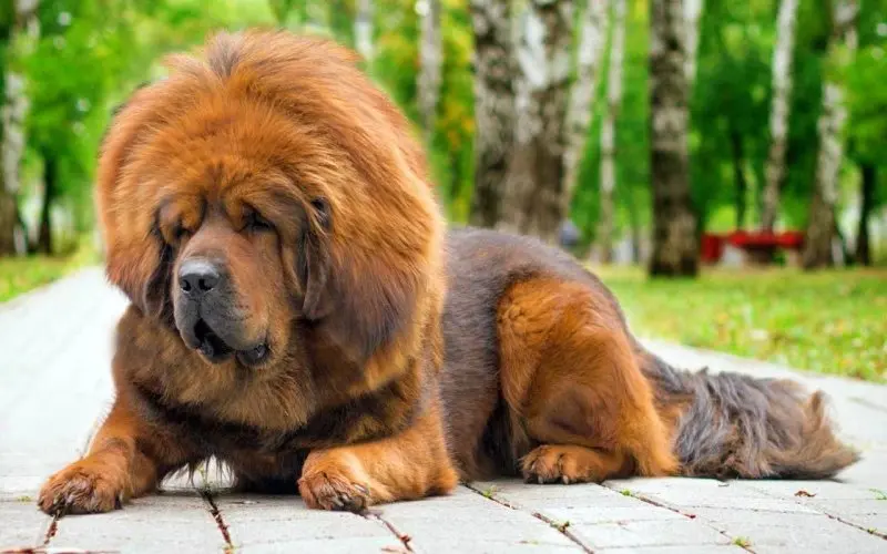 Hình ảnh chó Tibetan Mastiff 10