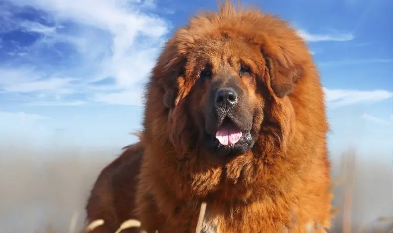 Hình ảnh chó Tibetan Mastiff 11