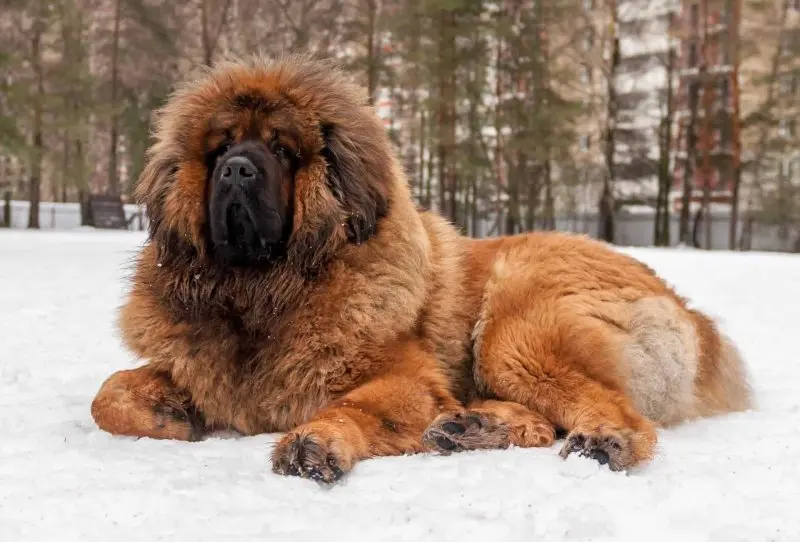 Hình ảnh chó Tibetan Mastiff 12