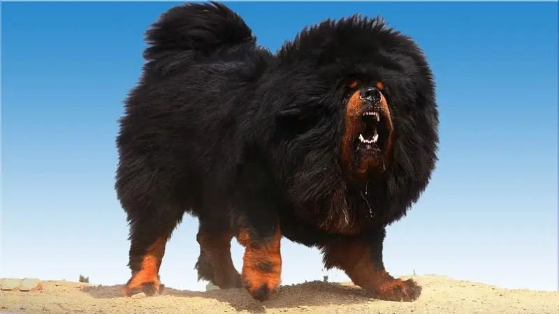 Hình ảnh chó Tibetan Mastiff 13