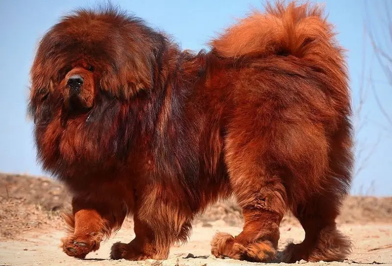 Hình ảnh chó Tibetan Mastiff 14