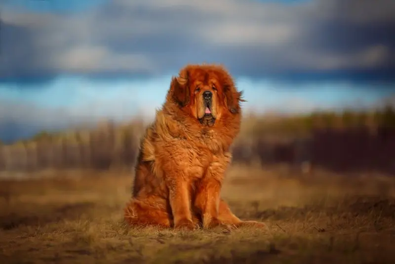 Hình ảnh chó Tibetan Mastiff 15