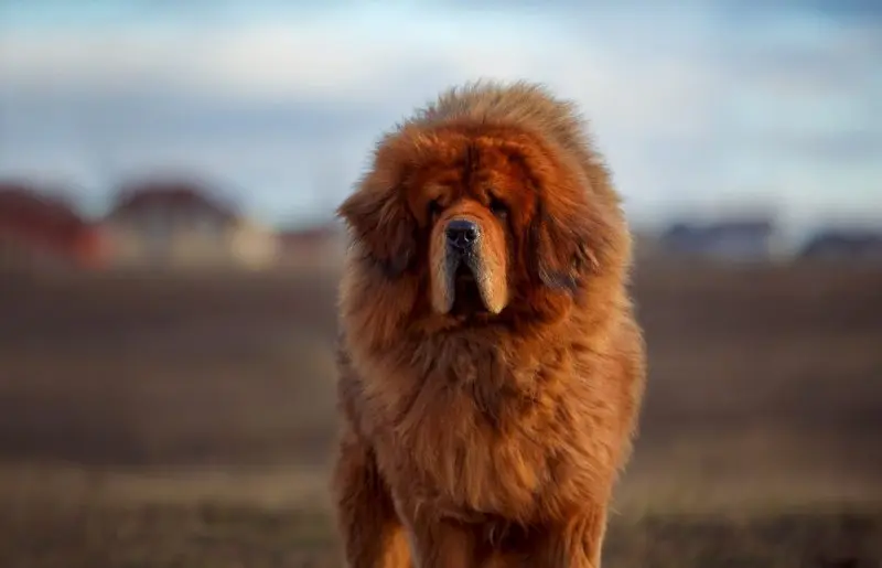 Hình ảnh chó Tibetan Mastiff 16