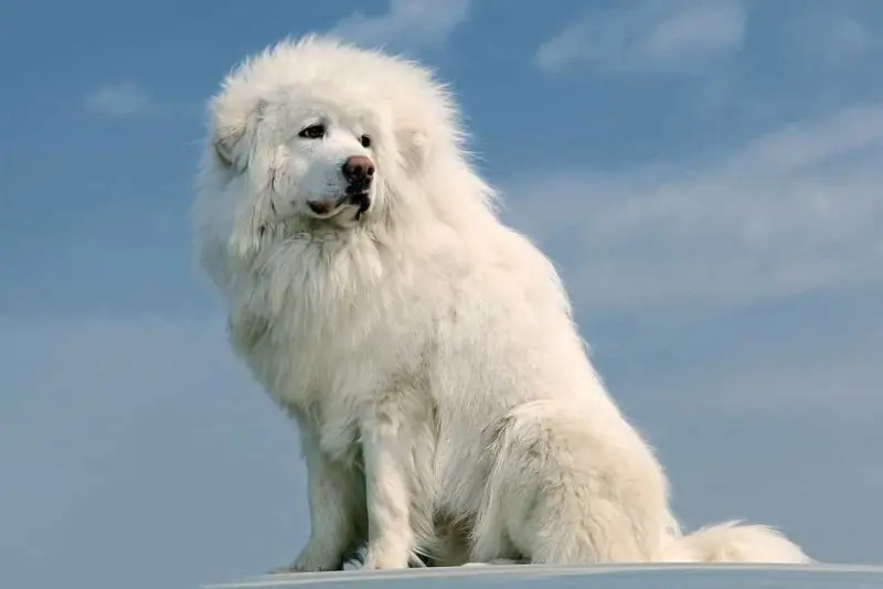 Hình ảnh chó Tibetan Mastiff 17