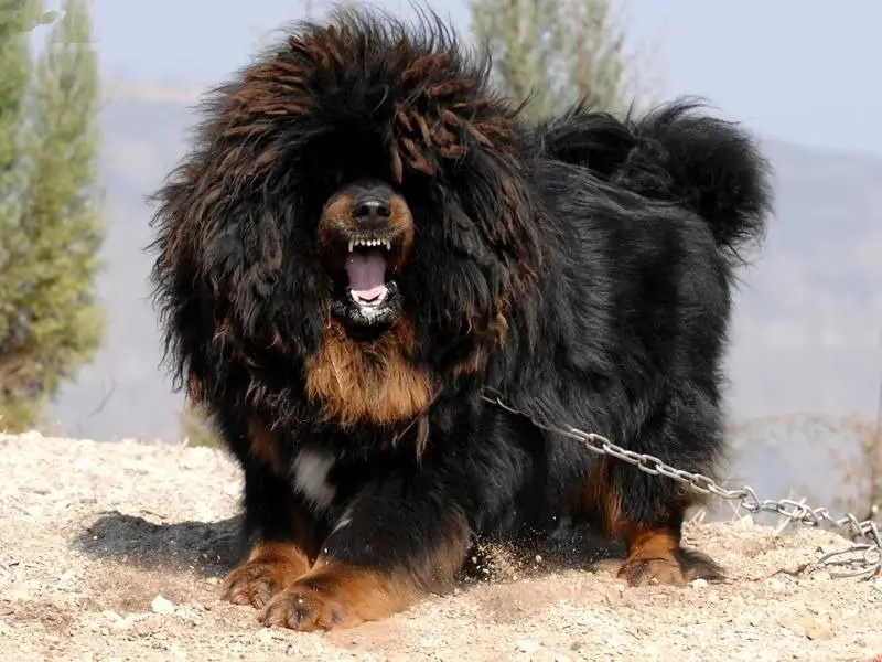 Hình ảnh chó Tibetan Mastiff 18