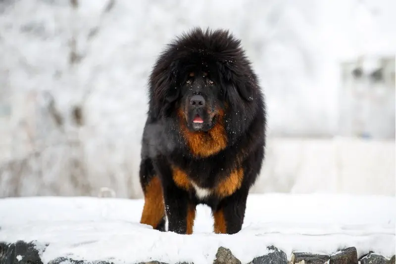 Hình ảnh chó Tibetan Mastiff 19