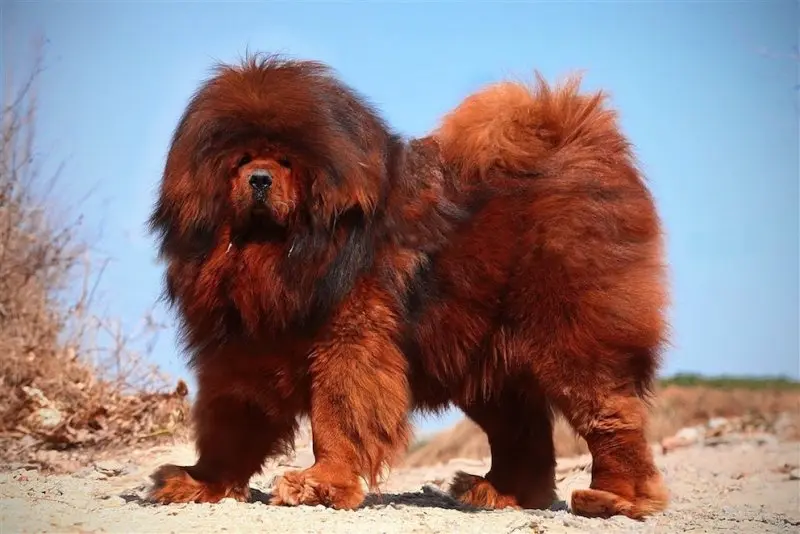 Hình ảnh chó Tibetan Mastiff 20