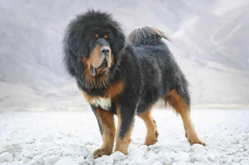 Hình ảnh chó Tibetan Mastiff 22