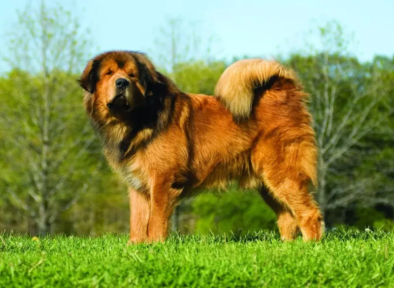 Hình ảnh chó Tibetan Mastiff 23