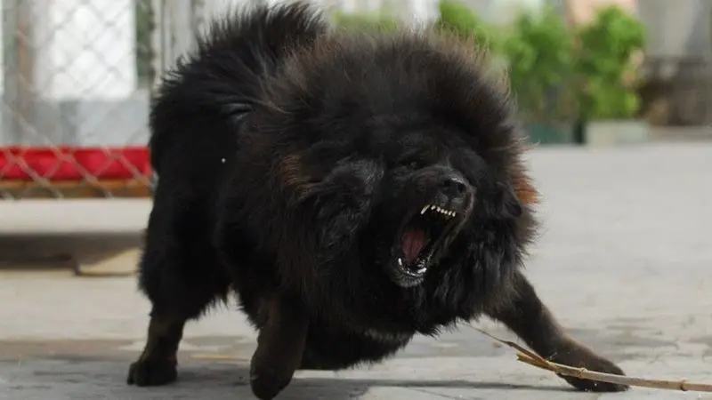 Hình ảnh chó Tibetan Mastiff 24