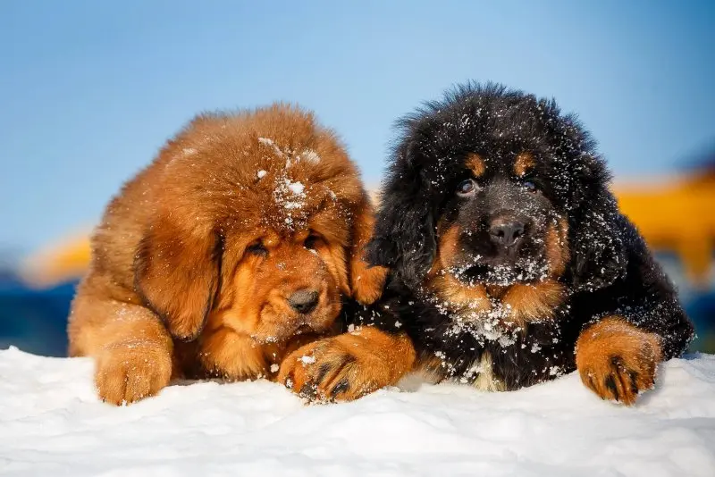 Hình ảnh chó Tibetan Mastiff 25