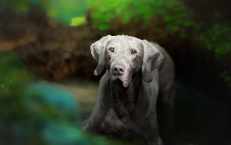 Chó Weimaraner có nguồn gốc từ đâu?