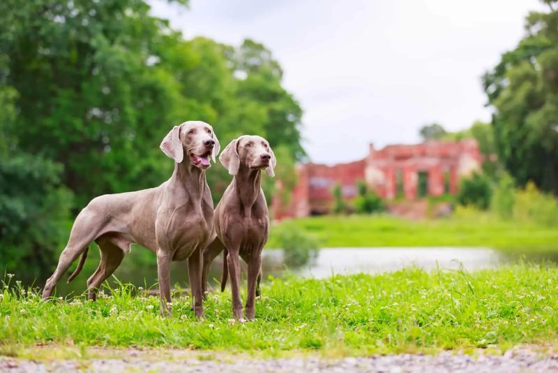 Đặc điểm ngoại hình của chó Weimaraner