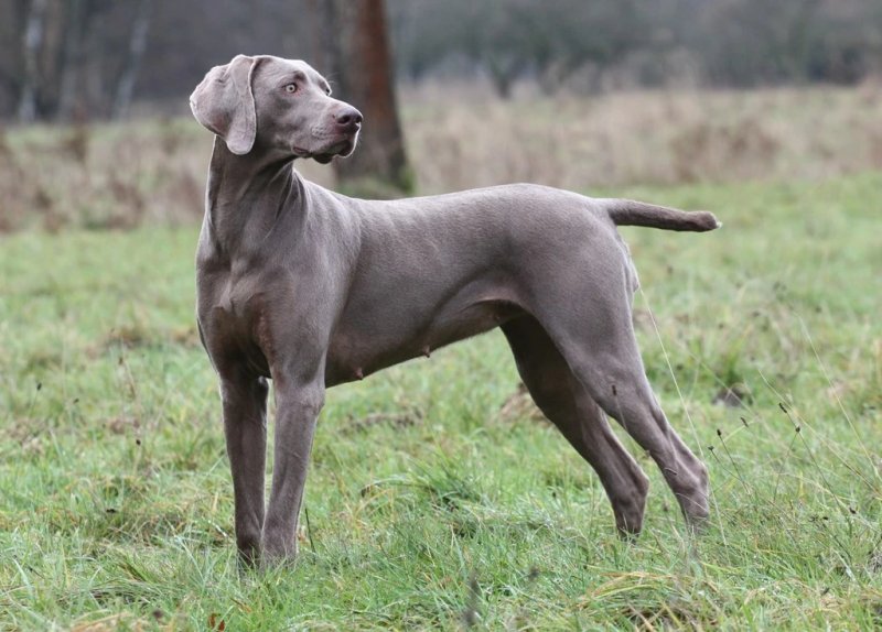 Cách chăm sóc chó Weimaraner 1