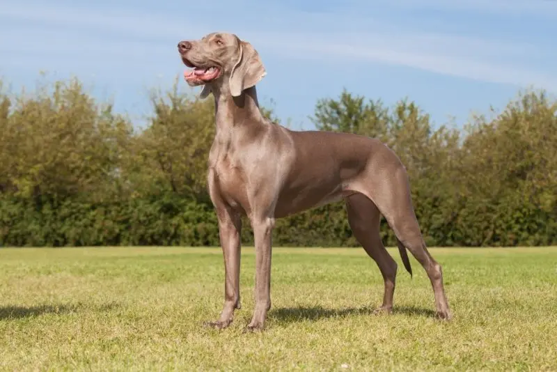 Tuổi thọ và sức khỏe của chó Weimaraner