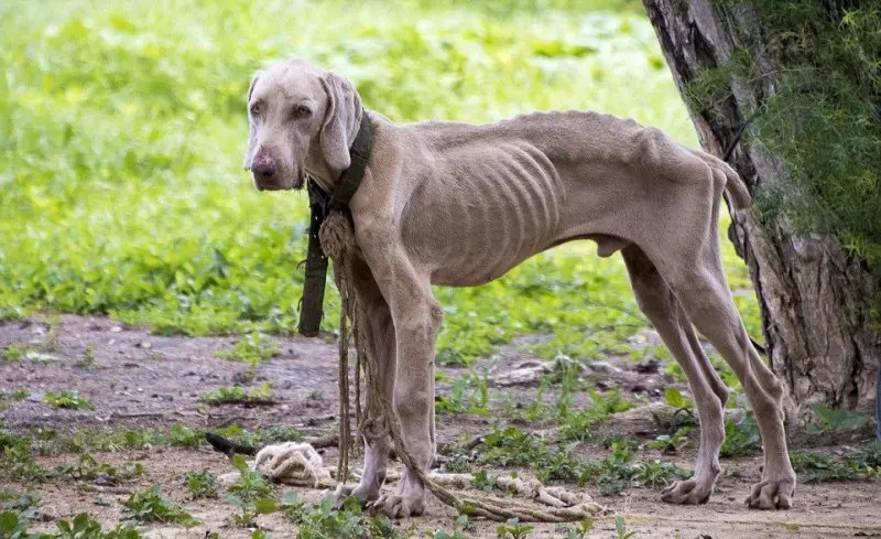 Hình ảnh chó Weimaraner 1