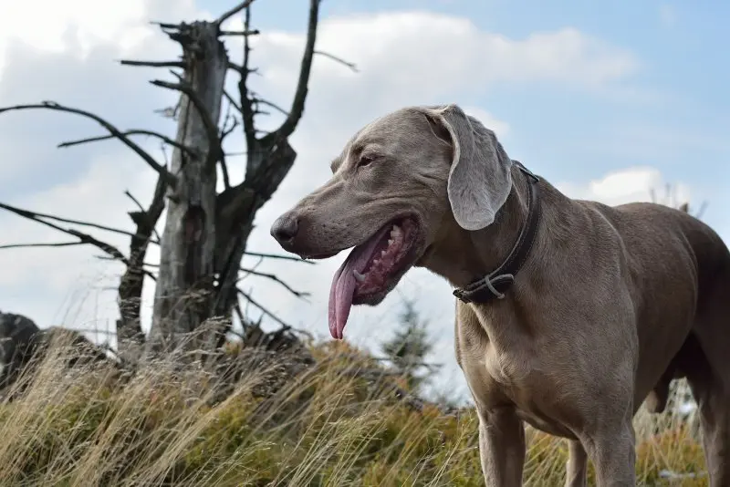 Hình ảnh chó Weimaraner 3