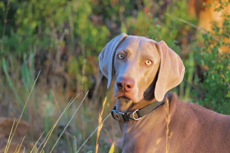 Hình ảnh chó Weimaraner 4