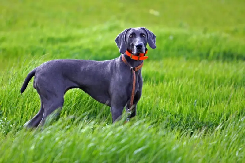 Hình ảnh chó Weimaraner 5