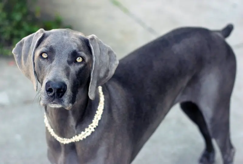 Hình ảnh chó Weimaraner 6