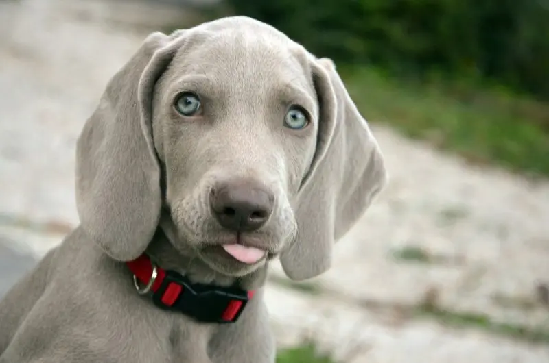 Hình ảnh chó Weimaraner 7