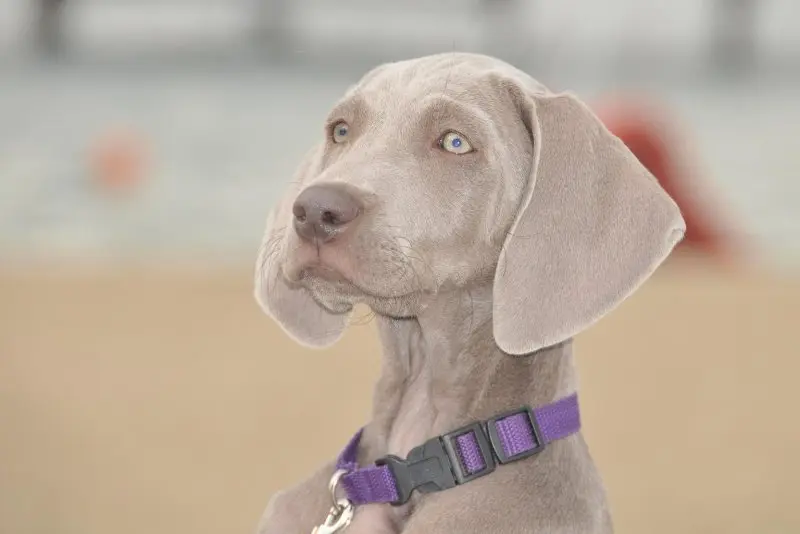 Hình ảnh chó Weimaraner 8