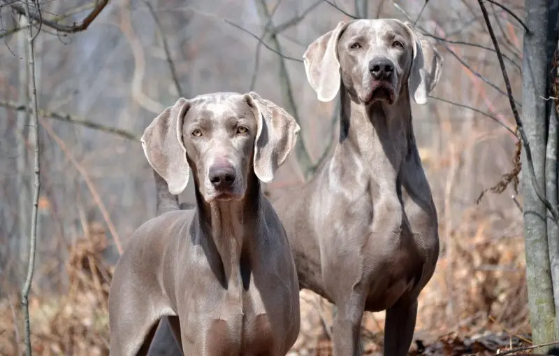 Hình ảnh chó Weimaraner 9