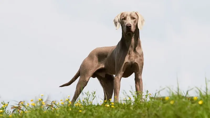 Hình ảnh chó Weimaraner 10