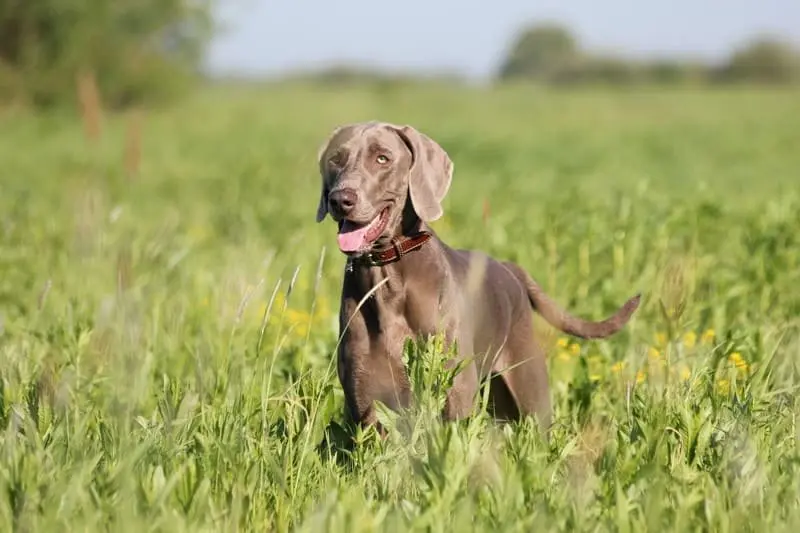 Hình ảnh chó Weimaraner 11