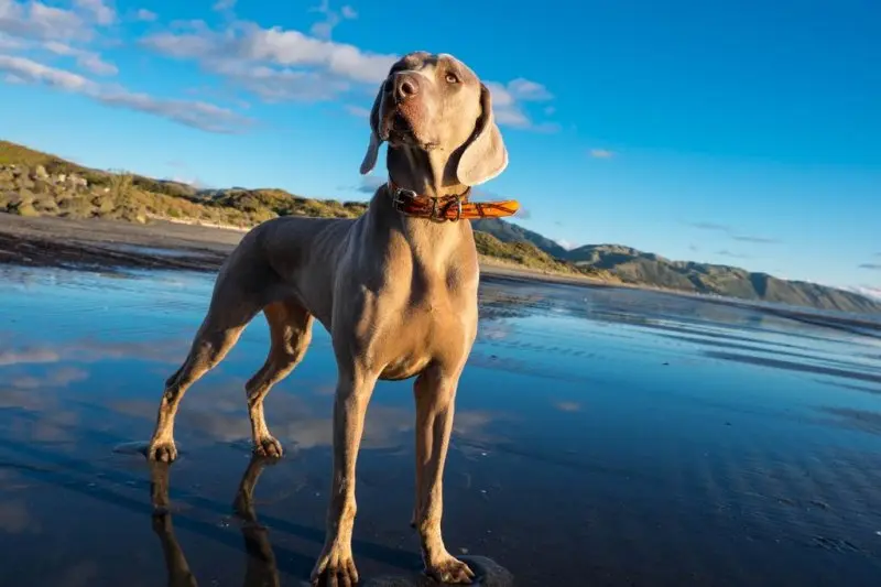 Hình ảnh chó Weimaraner 12