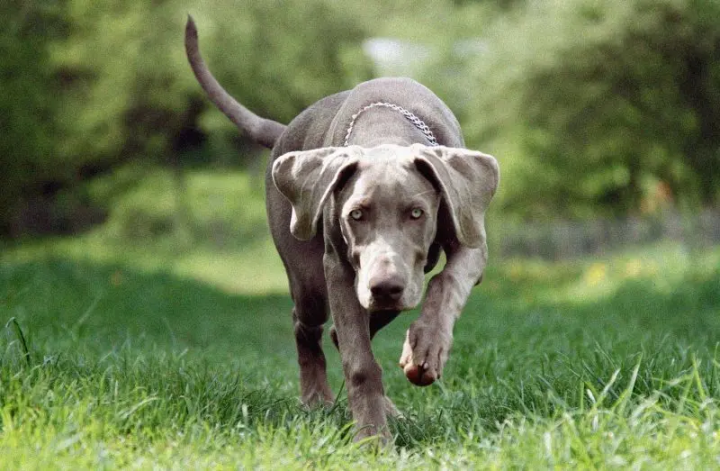 Hình ảnh chó Weimaraner 13